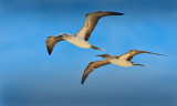 Blue footed Booby in flight.North Seymour
