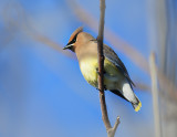Cedar Waxwing