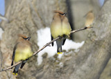 Cedar Waxwing