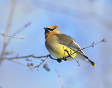 Cedar Waxwing