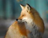 Fox