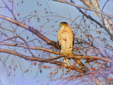 Copper Hawk
