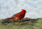 Northern Cardinal