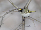 golden-crowned kinglet