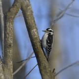 Snowy Woodpecker