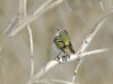 Orange-crowned Kinglet