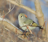 Orange-crowned Kinglet