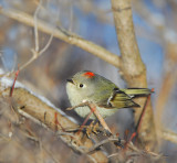 Orange-crowned Kinglet