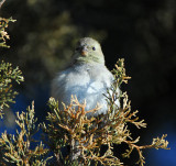 Dark - eyed Junco