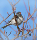Dark - eyed Junco