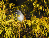 Dark - eyed Junco