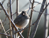 Dark - eyed Junco