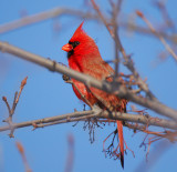 Northern Cardinal