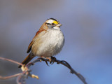 Yellow crowned Sparrow