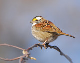 Yellow crowned Sparrow