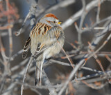 American tree Sparrow