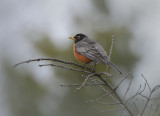 American Robin