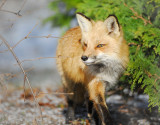 Fox