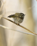 golden-crowned kinglet