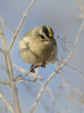 golden-crowned kinglet