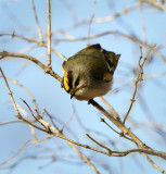 golden-crowned kinglet