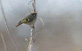 golden-crowned kinglet