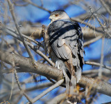 Coopers Hawk