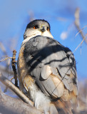 Coopers Hawk
