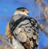 Coopers Hawk