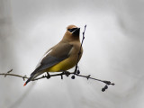 Cedar Waxwing