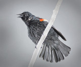 Red winged Blackbird