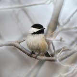 Black capped Chickadee