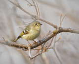 Orange-crowned Kinglet