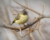 Orange-crowned Kinglet