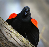 Red Winged Blackbird