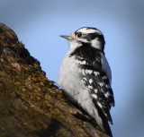 Downy woodpecker