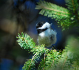 Black capped Chickadee