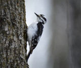 Snowy Woodpecker