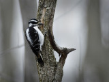 Snowy Woodpecker