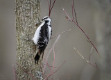 Snowy Woodpecker