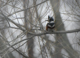 Belted Kingfisher