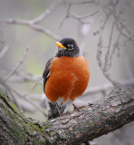 American Robin
