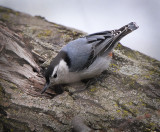 White-breasted Nuthatch