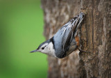 White-breasted Nuthatch