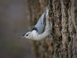 White-breasted Nuthatch