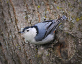 White-breasted Nuthatch