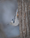 White-breasted Nuthatch