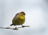 Palm Warbler