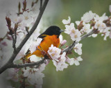 Baltimore Oriole