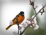 Baltimore Oriole